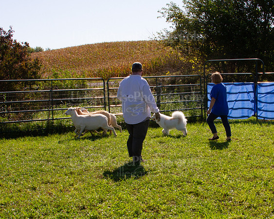 SCA2019_HERDING-1063