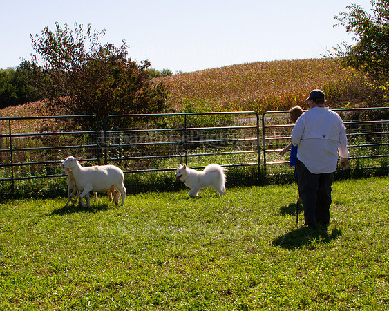 SCA2019_HERDING-1064