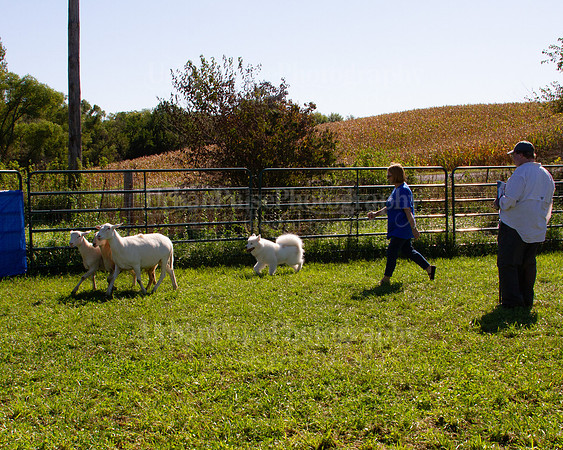 SCA2019_HERDING-1065