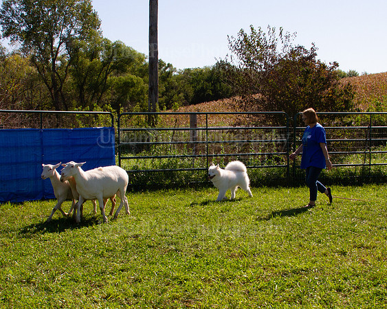 SCA2019_HERDING-1066