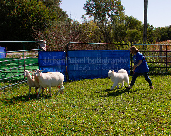 SCA2019_HERDING-1067
