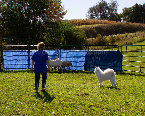 SCA2019_HERDING-1068