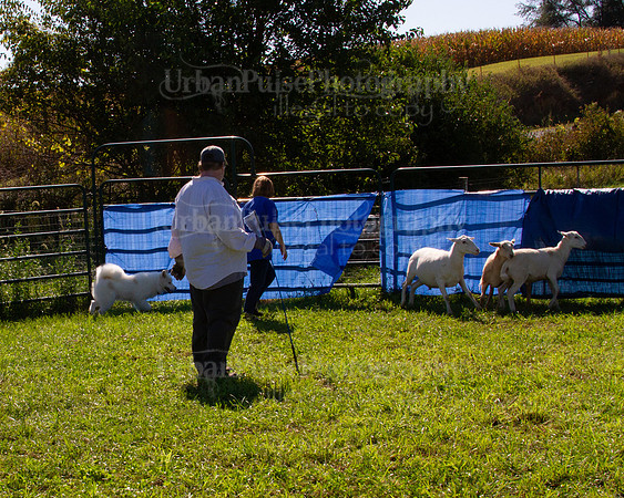 SCA2019_HERDING-1069
