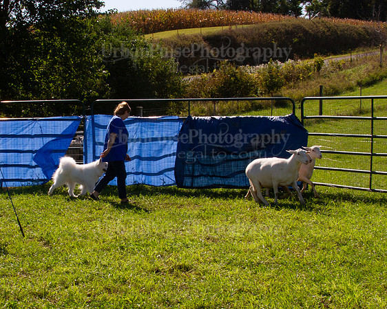 SCA2019_HERDING-1070