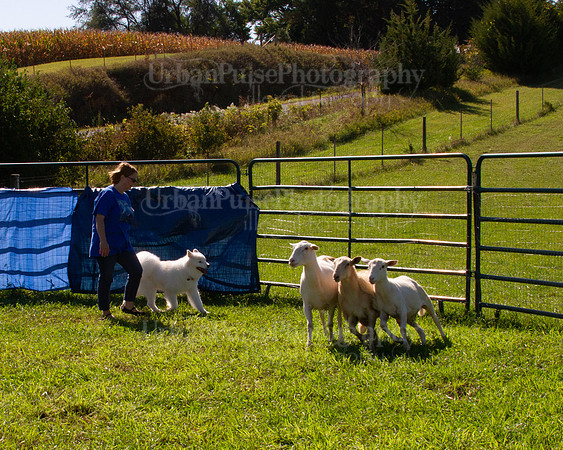 SCA2019_HERDING-1071