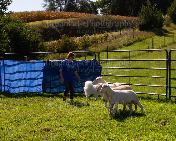 SCA2019_HERDING-1072