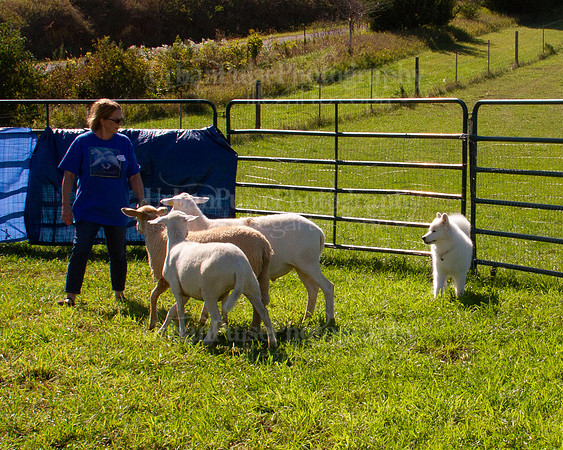 SCA2019_HERDING-1073