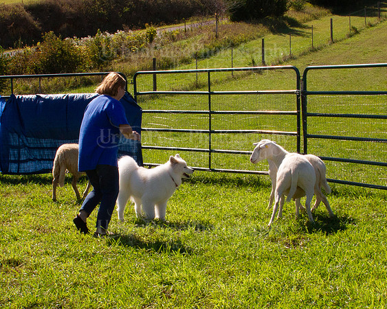 SCA2019_HERDING-1074