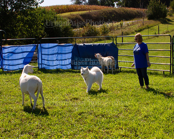 SCA2019_HERDING-1075
