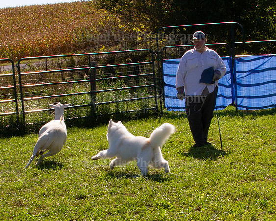 SCA2019_HERDING-1076