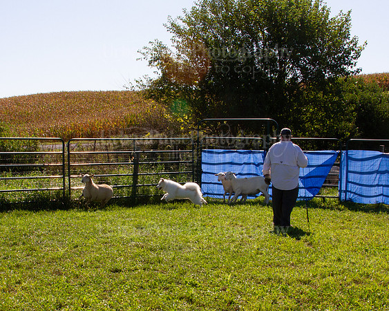 SCA2019_HERDING-1077