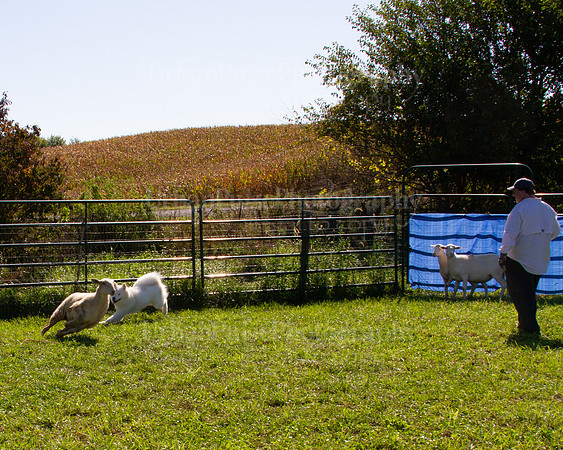 SCA2019_HERDING-1078
