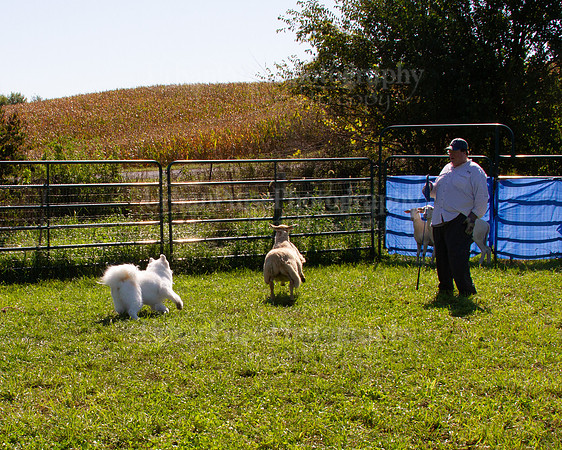 SCA2019_HERDING-1079