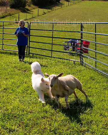 SCA2019_HERDING-1080