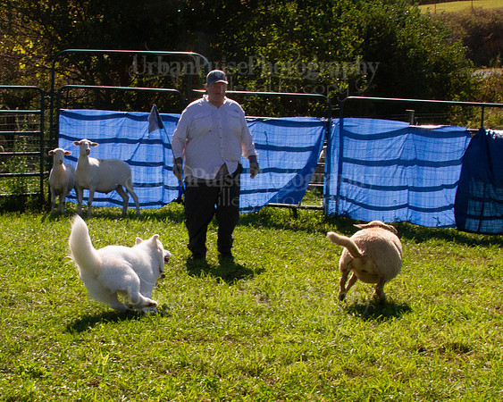 SCA2019_HERDING-1081