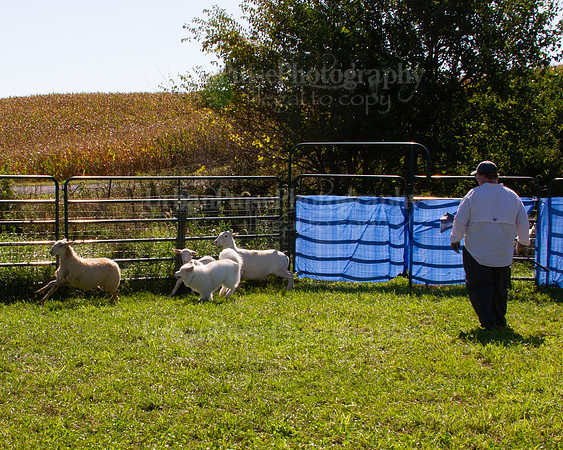 SCA2019_HERDING-1082