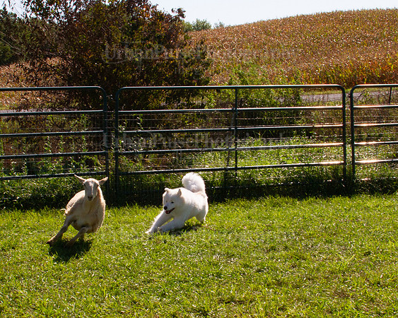SCA2019_HERDING-1083