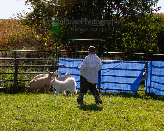 SCA2019_HERDING-1084