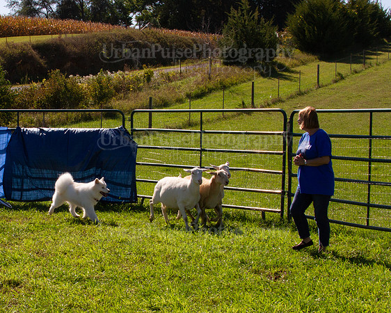 SCA2019_HERDING-1085