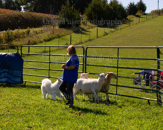 SCA2019_HERDING-1086