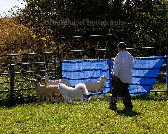 SCA2019_HERDING-1087
