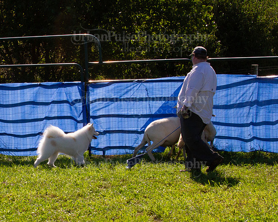 SCA2019_HERDING-1088