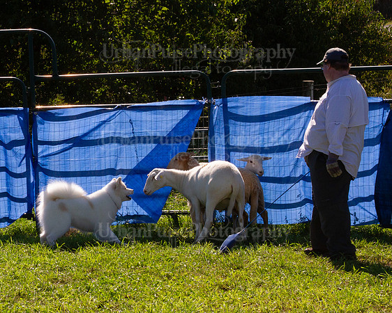 SCA2019_HERDING-1089