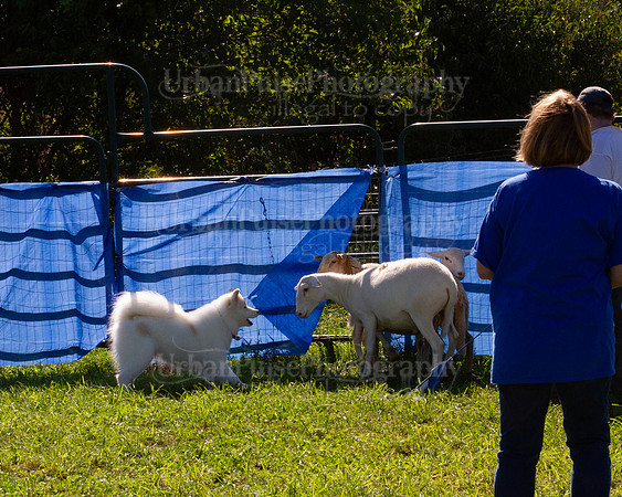 SCA2019_HERDING-1090