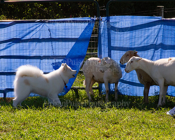 SCA2019_HERDING-1091