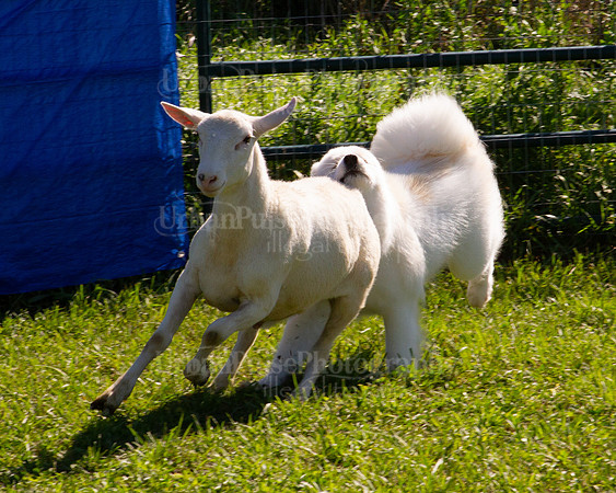 SCA2019_HERDING-1093