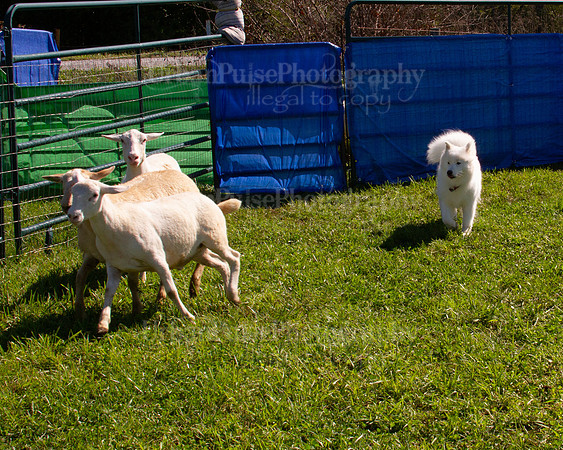 SCA2019_HERDING-1095