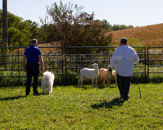 SCA2019_HERDING-1096