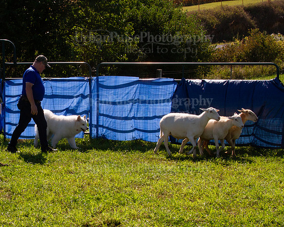 SCA2019_HERDING-1097