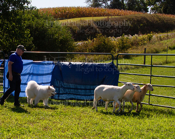 SCA2019_HERDING-1098