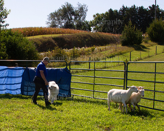 SCA2019_HERDING-1099