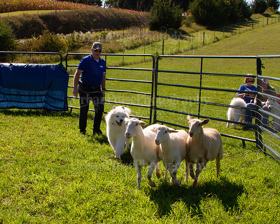 SCA2019_HERDING-1100