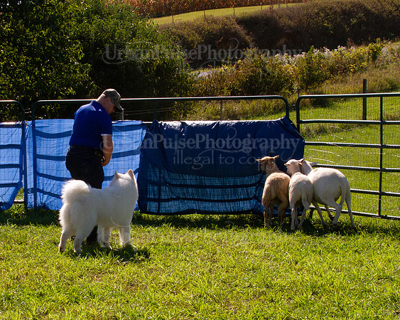 SCA2019_HERDING-1102