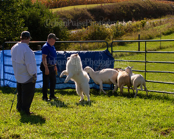 SCA2019_HERDING-1103