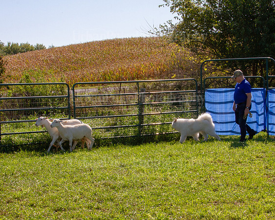 SCA2019_HERDING-1104
