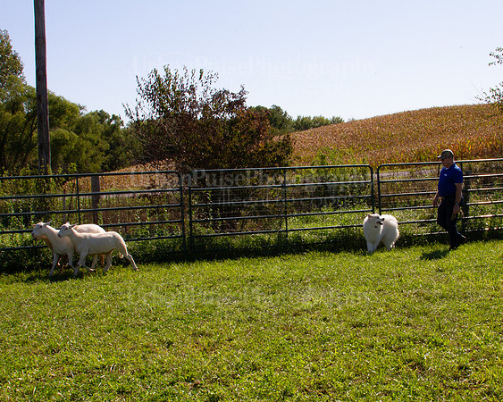 SCA2019_HERDING-1105