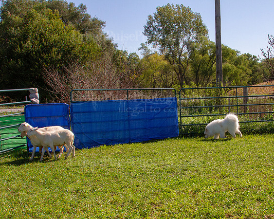SCA2019_HERDING-1106