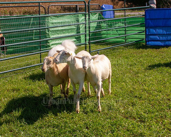 SCA2019_HERDING-1107