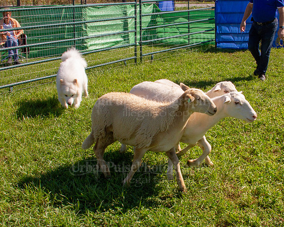 SCA2019_HERDING-1108