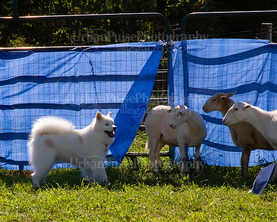 SCA2019_HERDING-1092