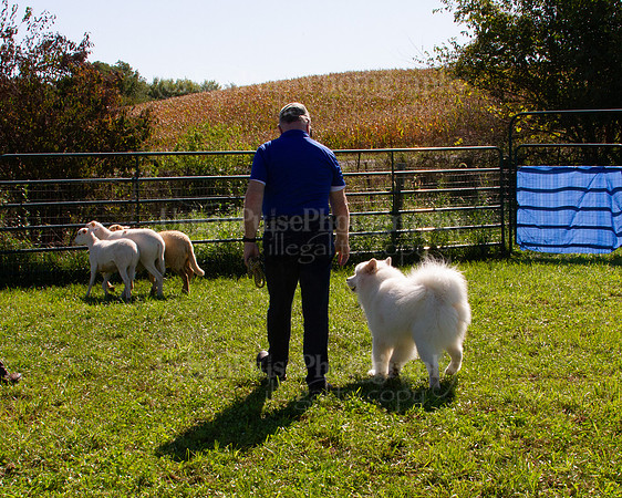 SCA2019_HERDING-1109