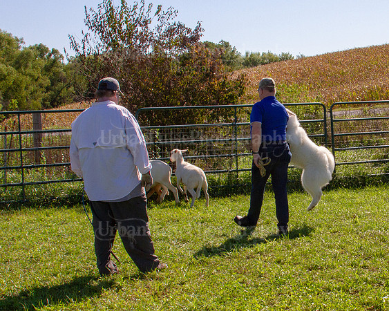 SCA2019_HERDING-1110