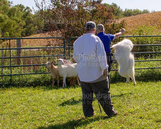 SCA2019_HERDING-1111