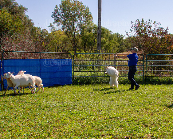 SCA2019_HERDING-1112