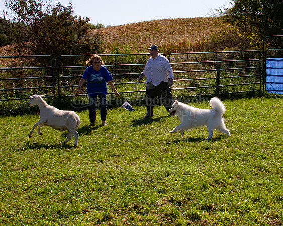 SCA2019_HERDING-1094