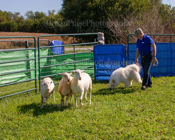 SCA2019_HERDING-1113